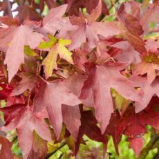 5038838003752 1 Liquidambar Sty Worplesdon 12l.jpg